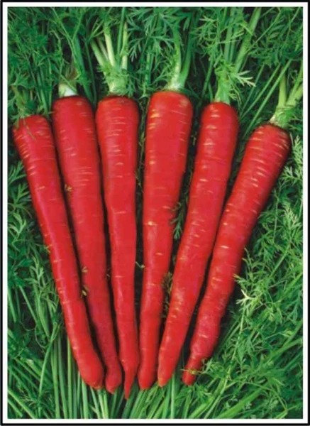 Fresh Indian Carrots 1Lb