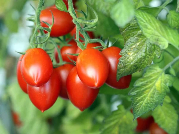Fresh Roma Tomatoes 1Lb